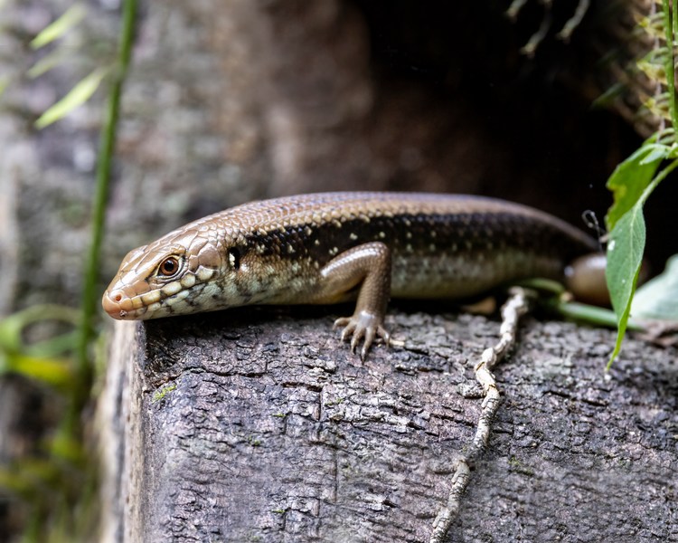 Major Skink - Adult